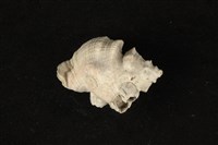 藏品(細腰岩螺)的圖片